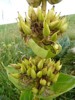 Fruits en forme de capsules dressées et regroupées en verticilles. Agrandir dans une nouvelle fenêtre ou onglet)